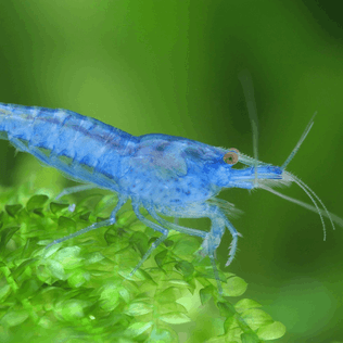 Why shrimps as pets ? - Blue Jelly Edition
